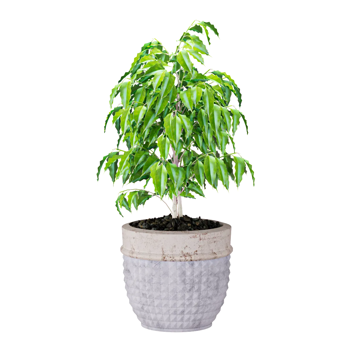 decoration – Plant Ficus 3D Model