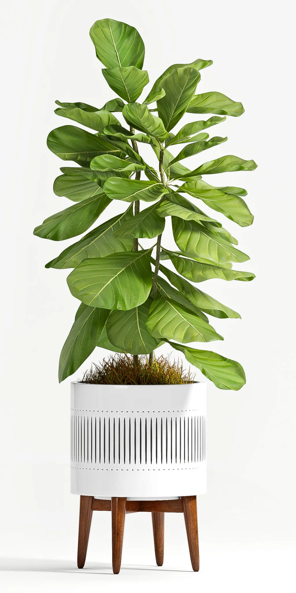 decoration – Plant Ficus Lyrata 3D Model
