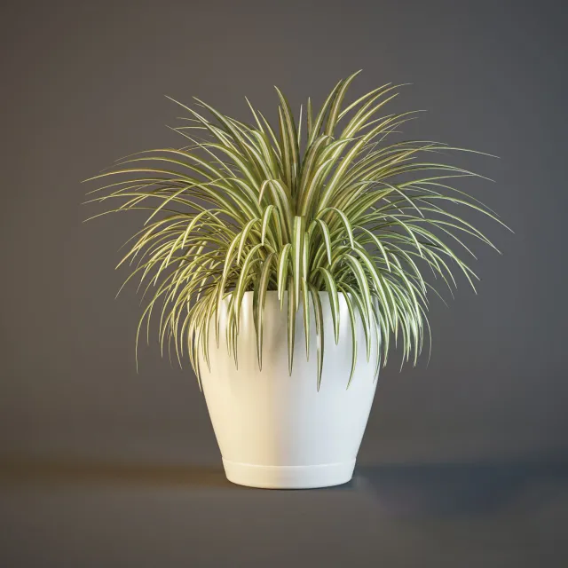decoration – Plant hlorofitum 4 3D Model
