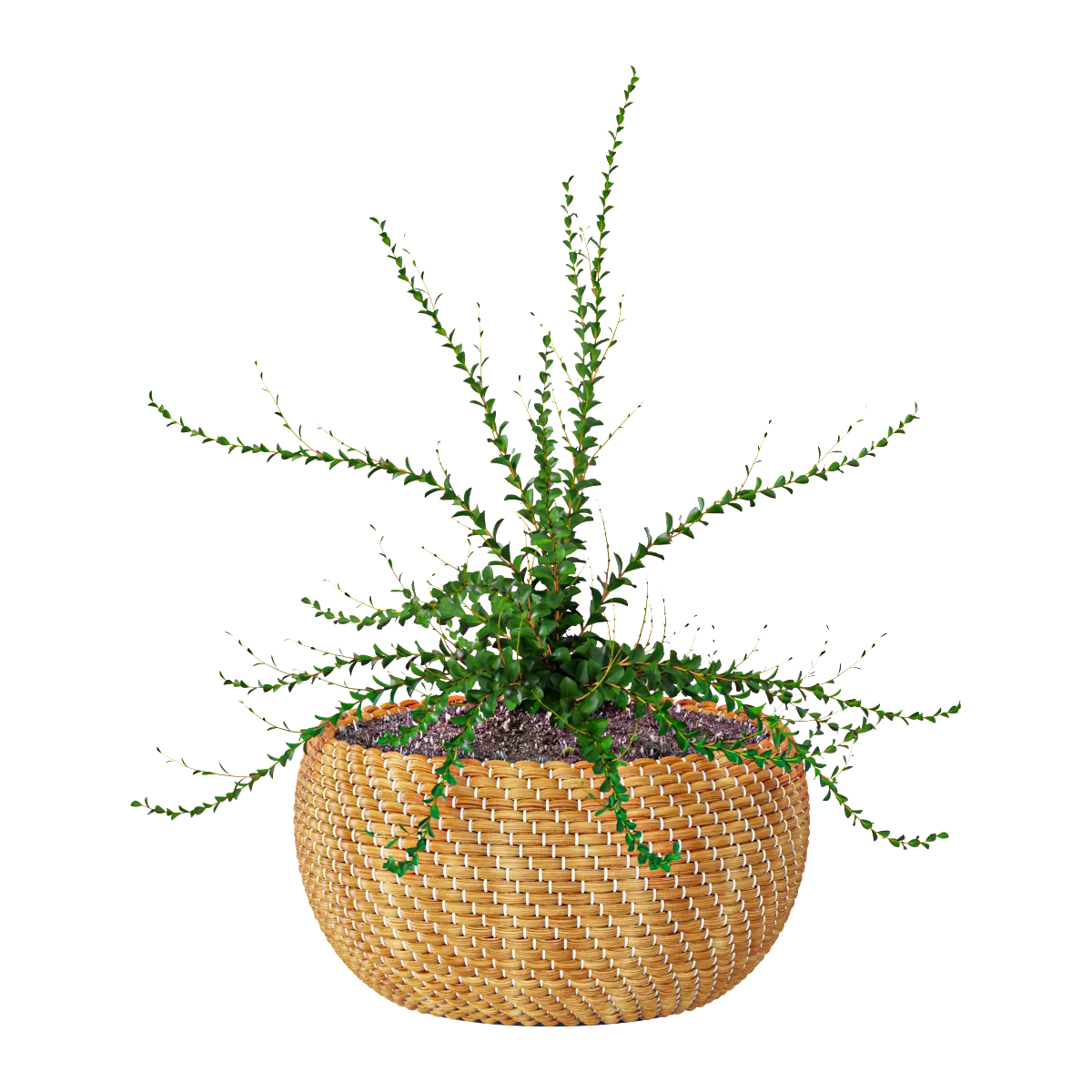 decoration – Plant in a basket 3D Model