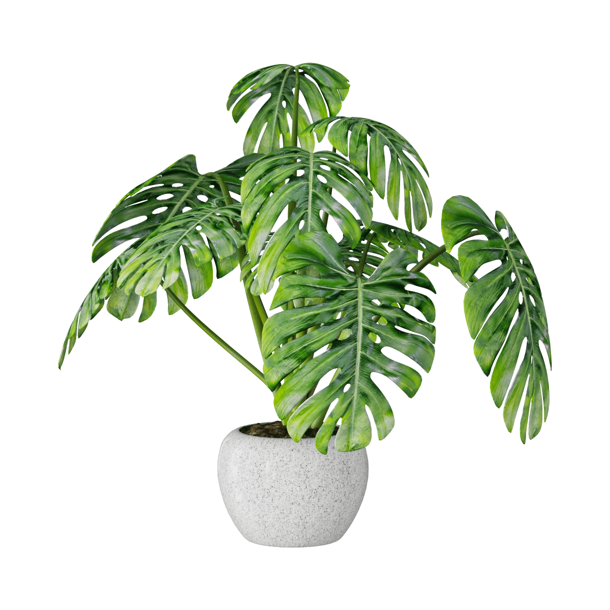 decoration – Plant Monstera 01 3D Model