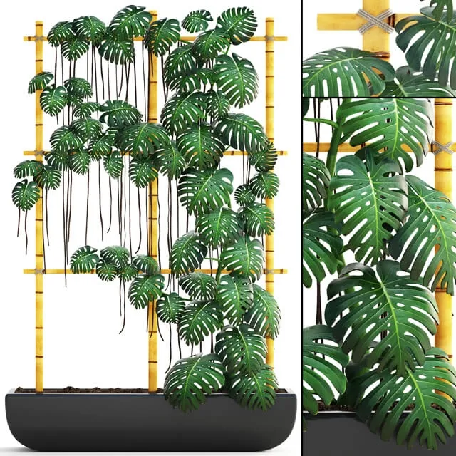 decoration – Plant Monstera 7 3D Model decoration – Plant Monstera 7 3D Model