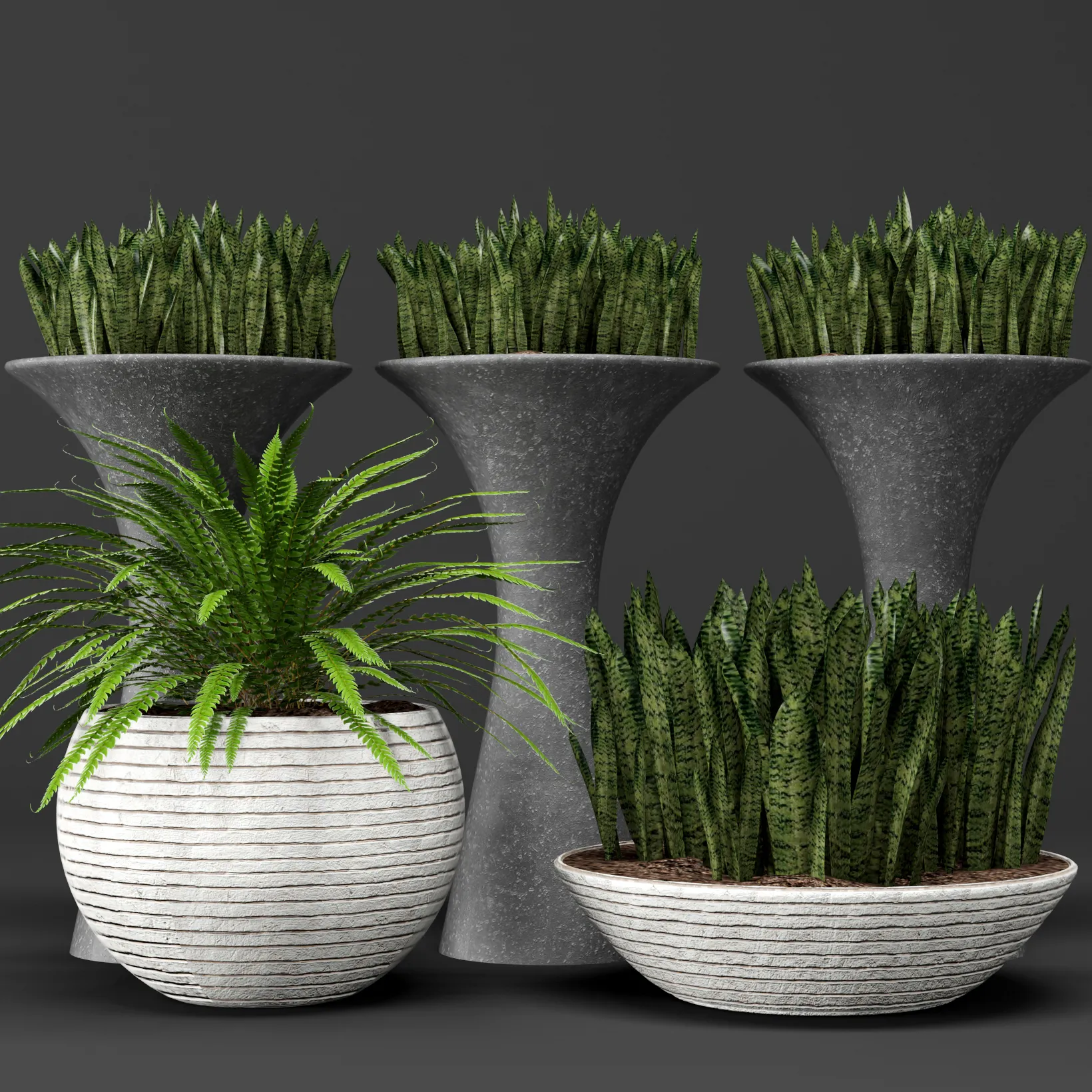 decoration – Plant sansevieria 45 3D Model