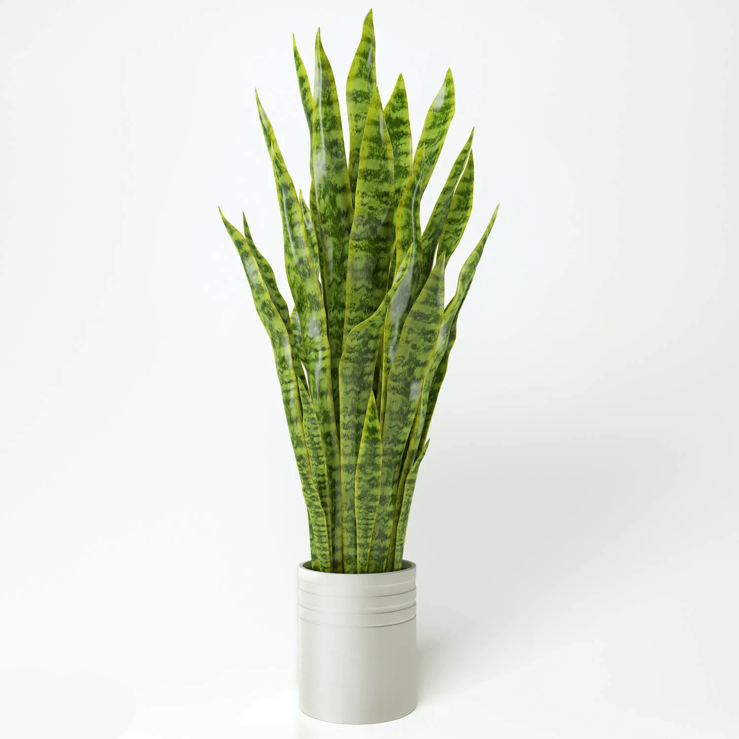 decoration – Plant sansevieria 46 3D Model