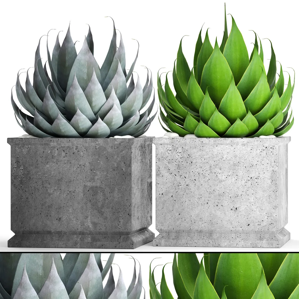 decoration – Plant set 07 3D Model