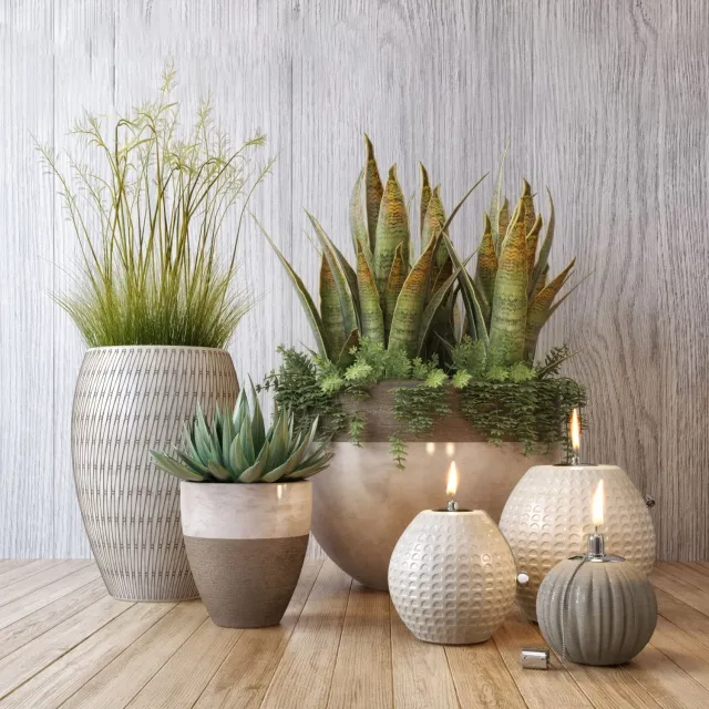 decoration – Plant set 3D Model