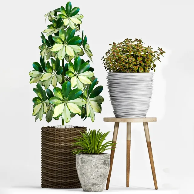 decoration – Plant Set -91 3D Model decoration – Plant Set -91 3D Model