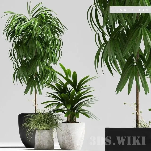 decoration – Plant set witn ficus 3D Model decoration – Plant set witn ficus 3D Model