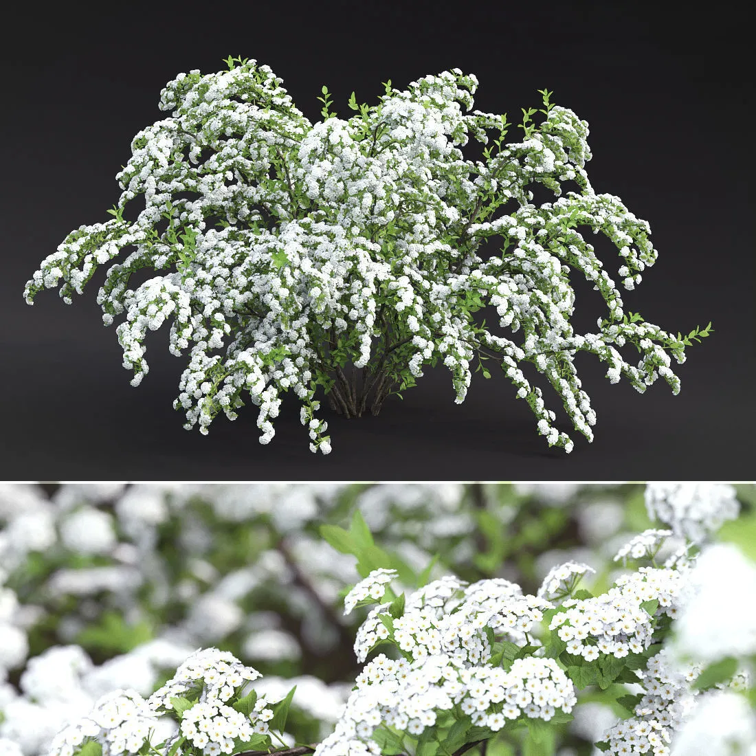 decoration – Plant spiraea vanhouttei 01 3D Model