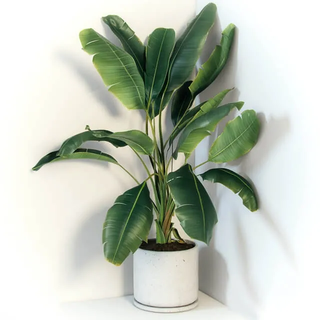 decoration – Plant Strelizia 3D Model decoration – Plant Strelizia 3D Model