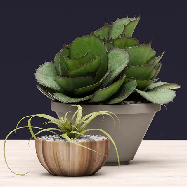 decoration – Plant succulents 05 3D Model