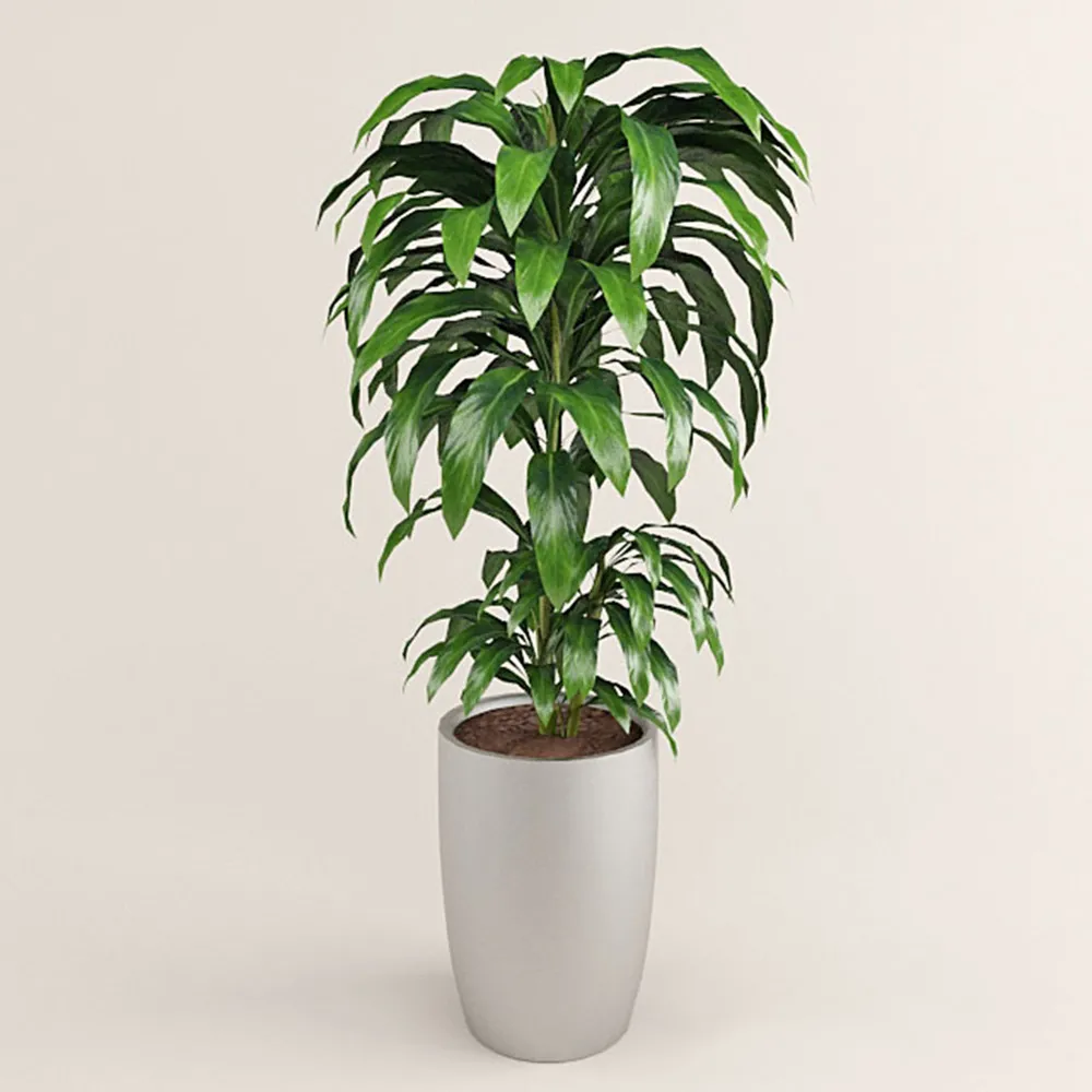 decoration – Plant with large leaves 3D Model