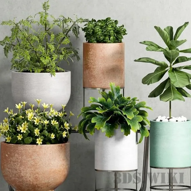 decoration – Planters set with ficus and rowan 3D Model decoration – Planters set with ficus and rowan 3D Model