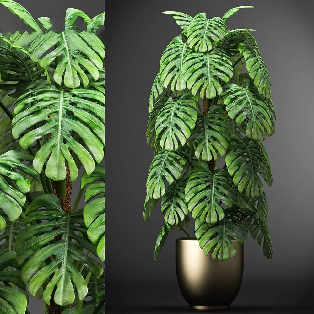 decoration – Plants 105 3D Model