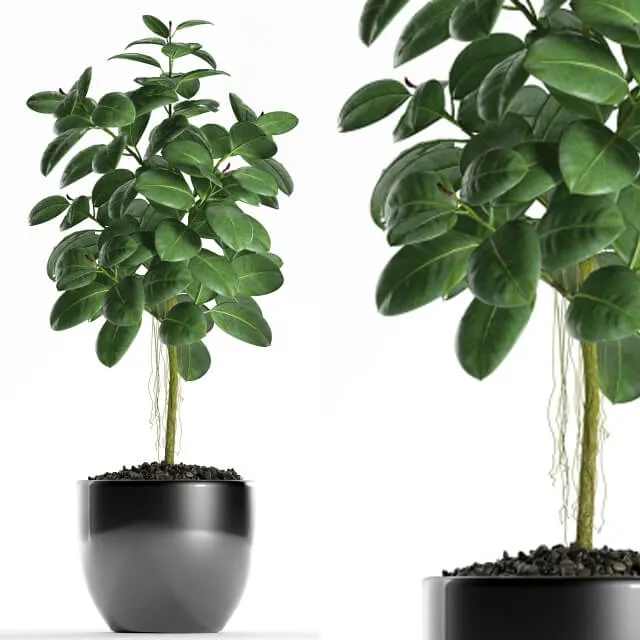 decoration – Plants 122 3D Model