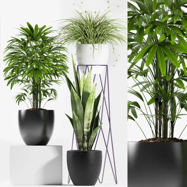 decoration – Plants 125 3D Model