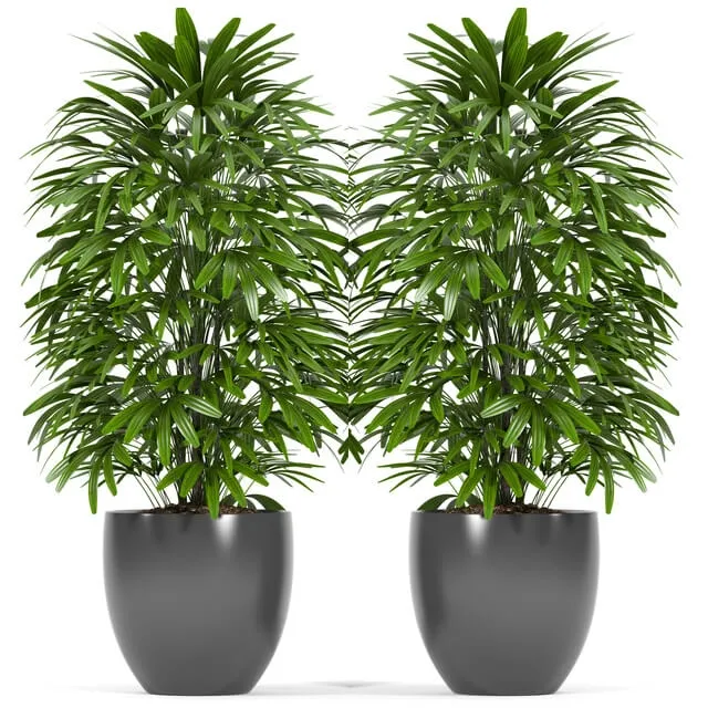 decoration – Plants 147 3D Model decoration – Plants 147 3D Model