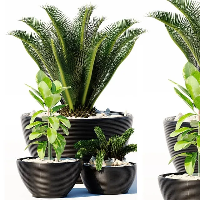 decoration – Plants 151 3D Model decoration – Plants 151 3D Model