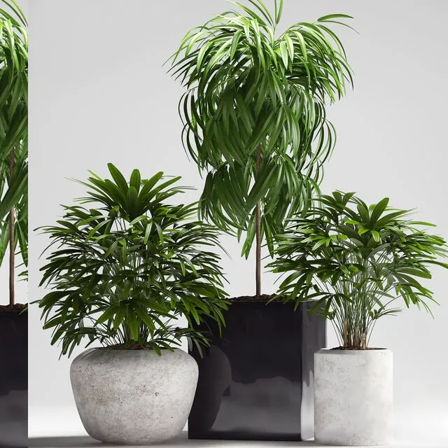 decoration – Plants 164 3D Model