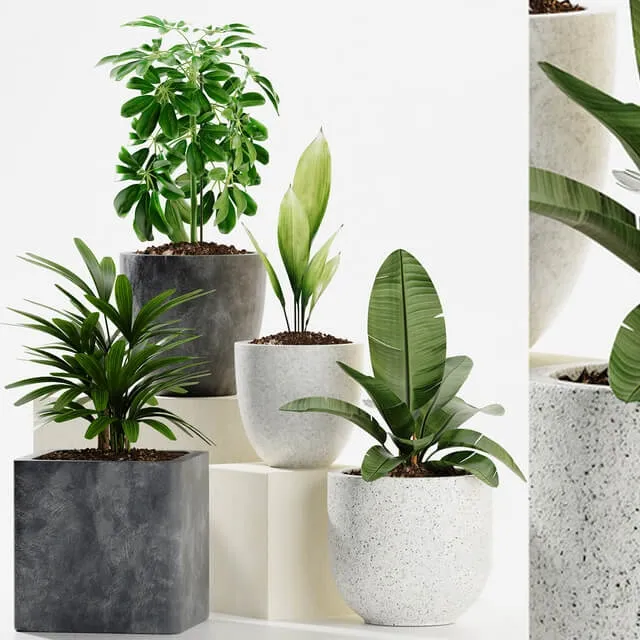 decoration – Plants 165 3D Model decoration – Plants 165 3D Model