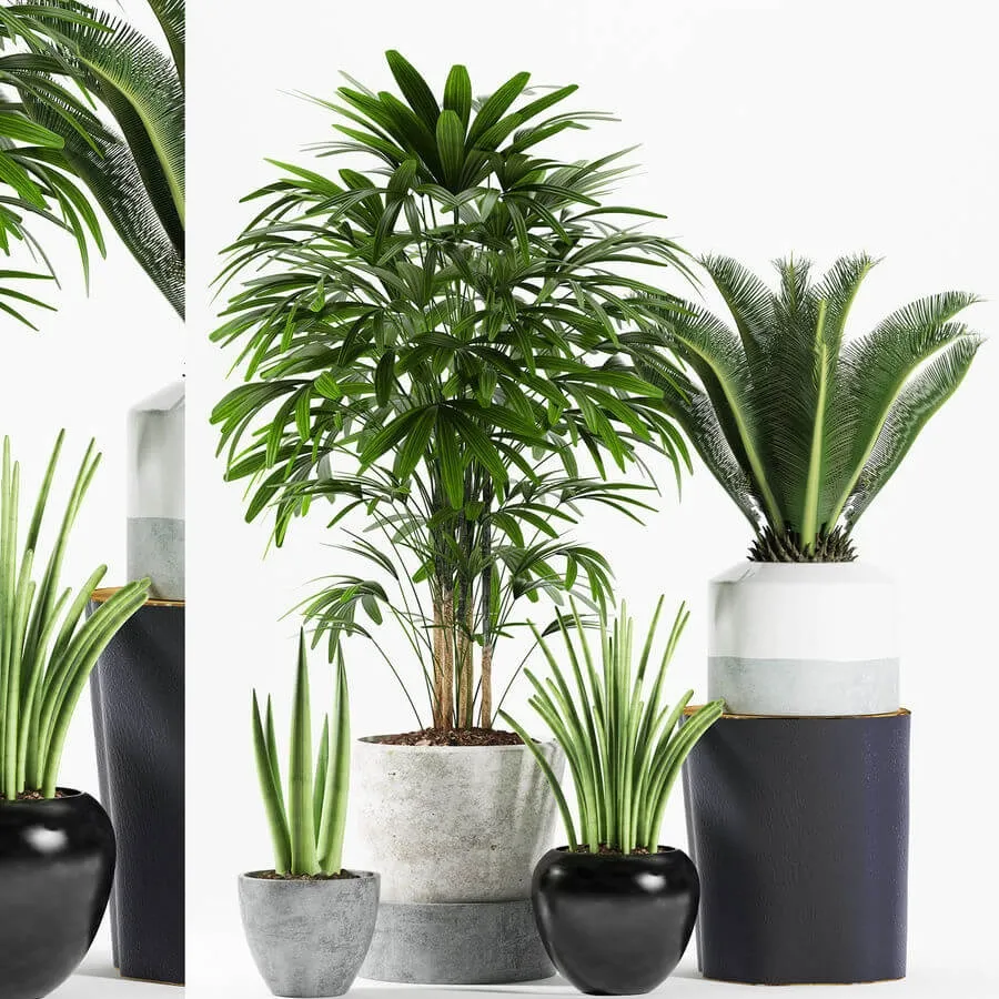 decoration – Plants 173 3D Model