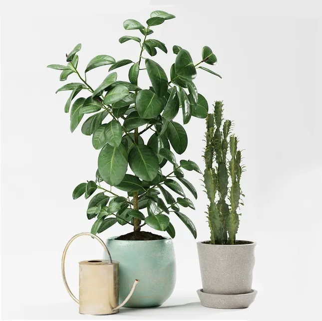 decoration – Plants 176 3D Model