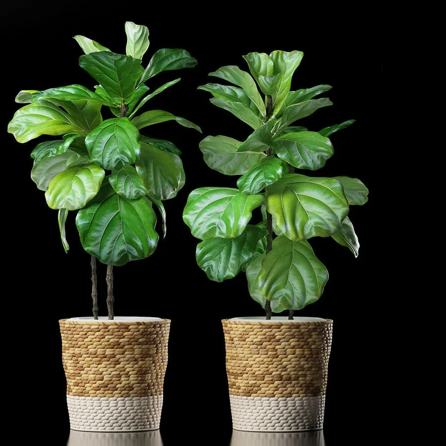 decoration – Plants 178 3D Model