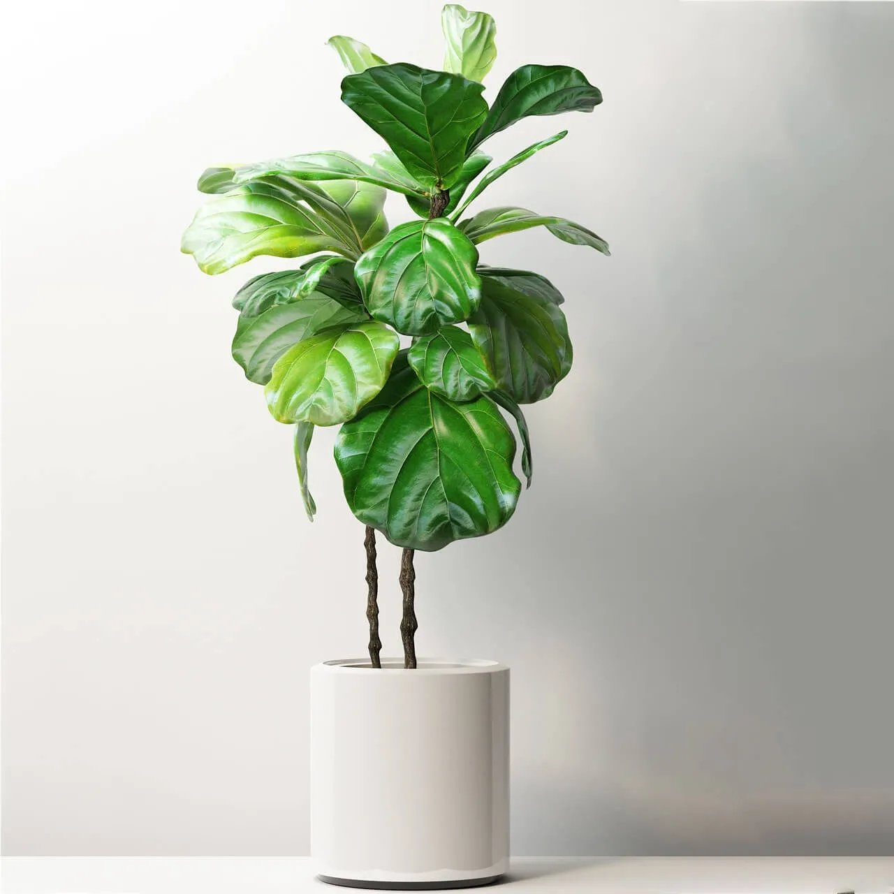 decoration – Plants 181 3D Model