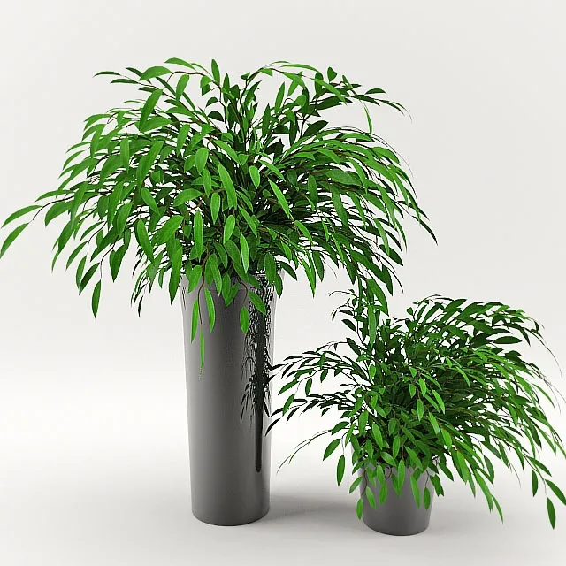 decoration – Plants 456 3D Model