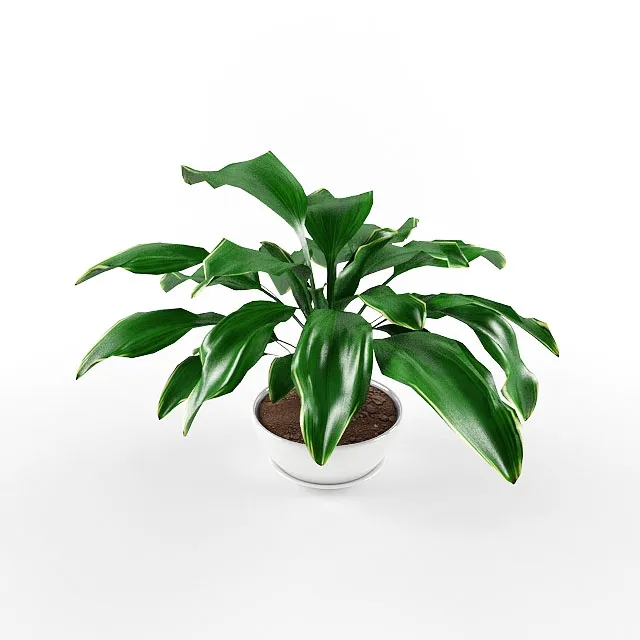 decoration – Plants 91 3D Model