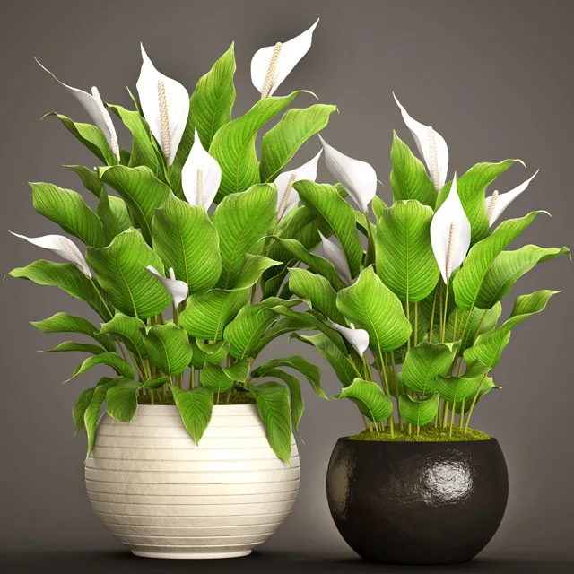 decoration – Plants 928 3D Model