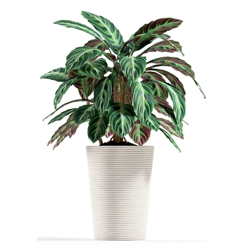 decoration – Plants 93 3D Model decoration – Plants 93 3D Model