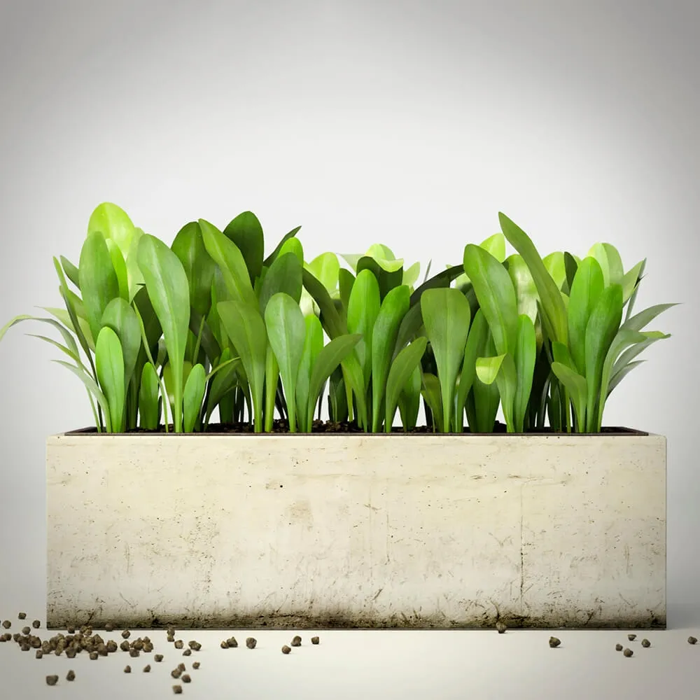 decoration – Plants 98 3D Model