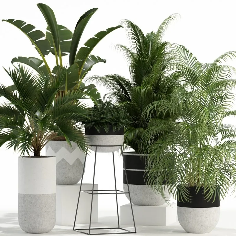 decoration – Plants collection 110 3D Model