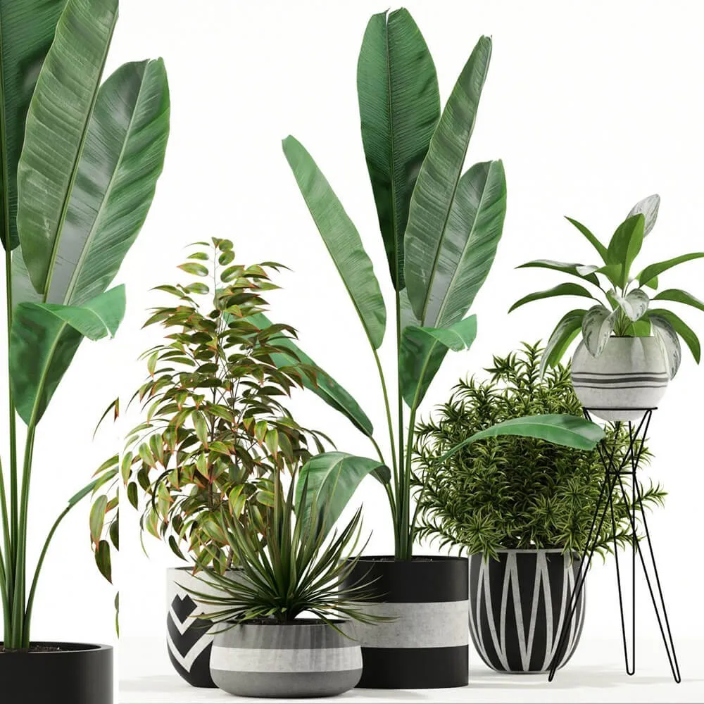 decoration – Plants collection 114 3D Model