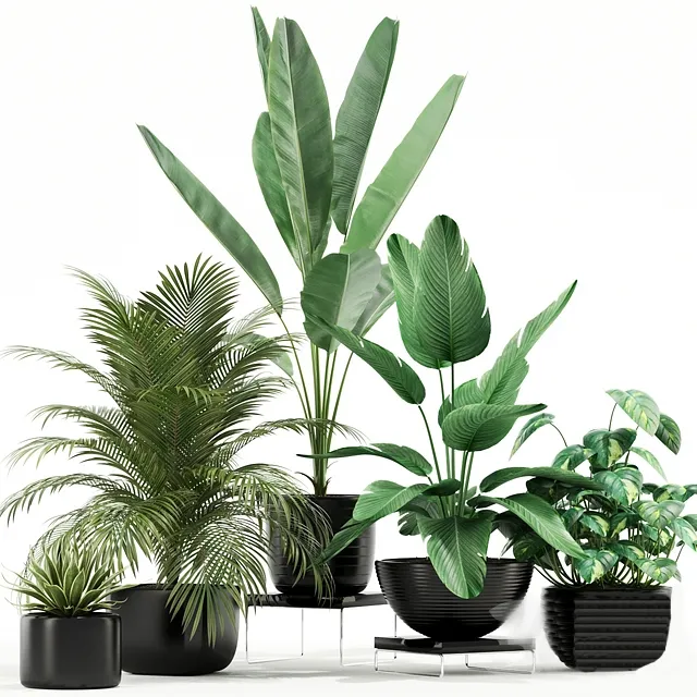 decoration – Plants collection 119 3D Model