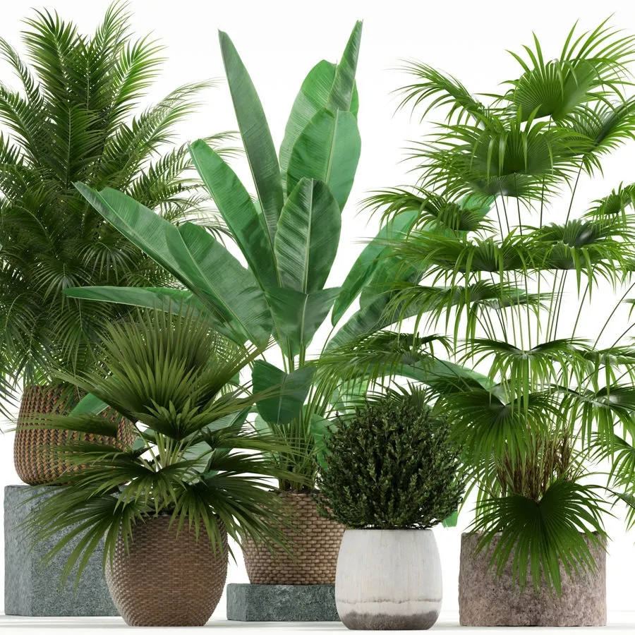 decoration – Plants collection 125 3D Model