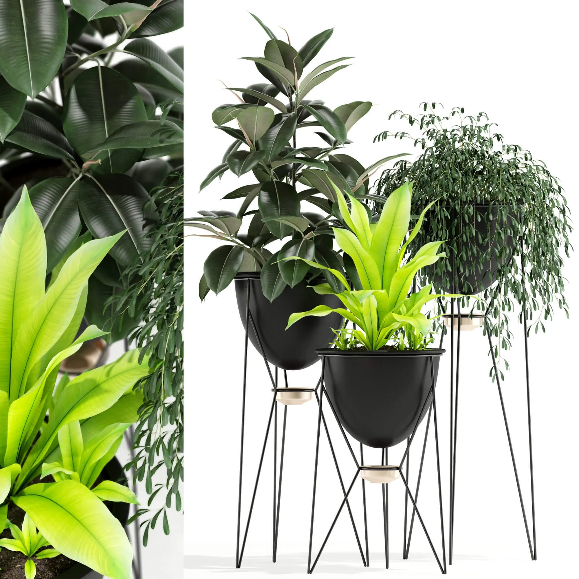 decoration – Plants collection 141 3D Model