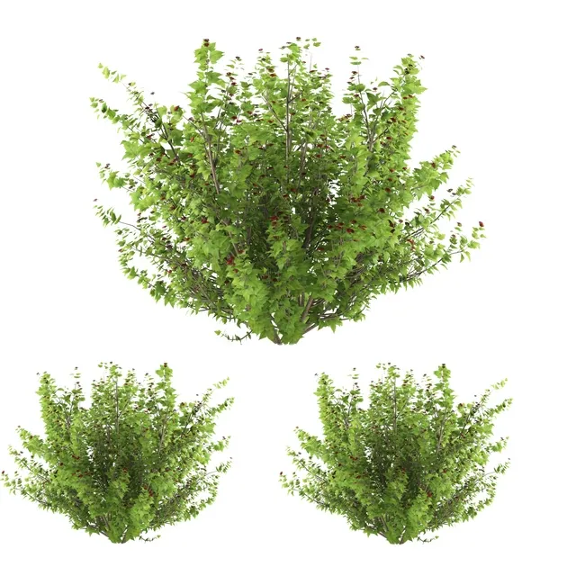 decoration – Plants collection 179 3D Model