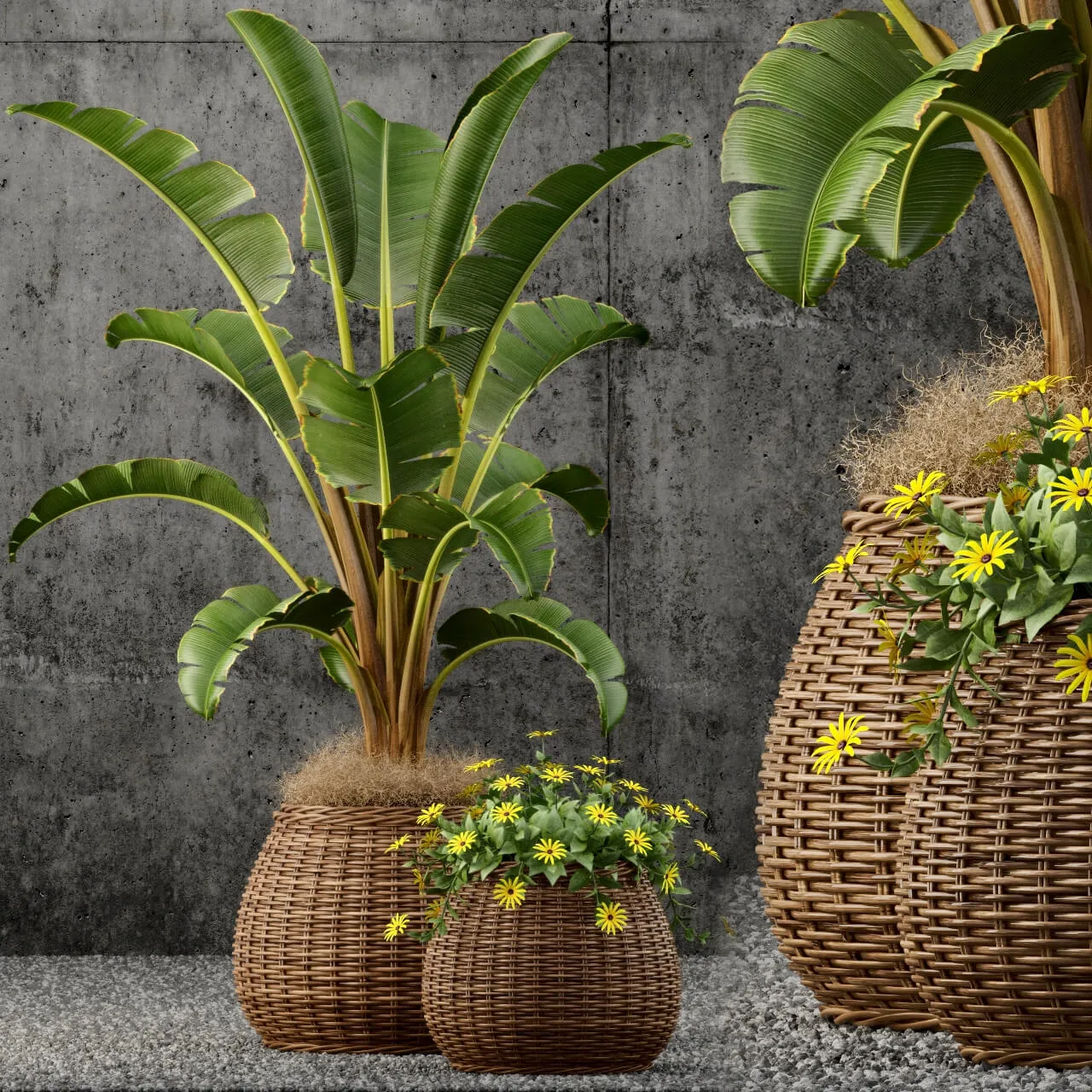 decoration – Plants collection 55 3D Model