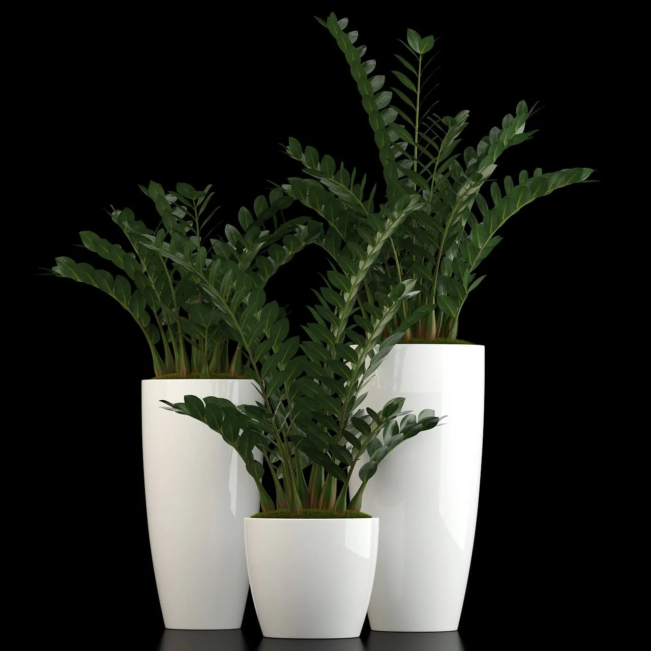 decoration – Plants collection 56 3D Model