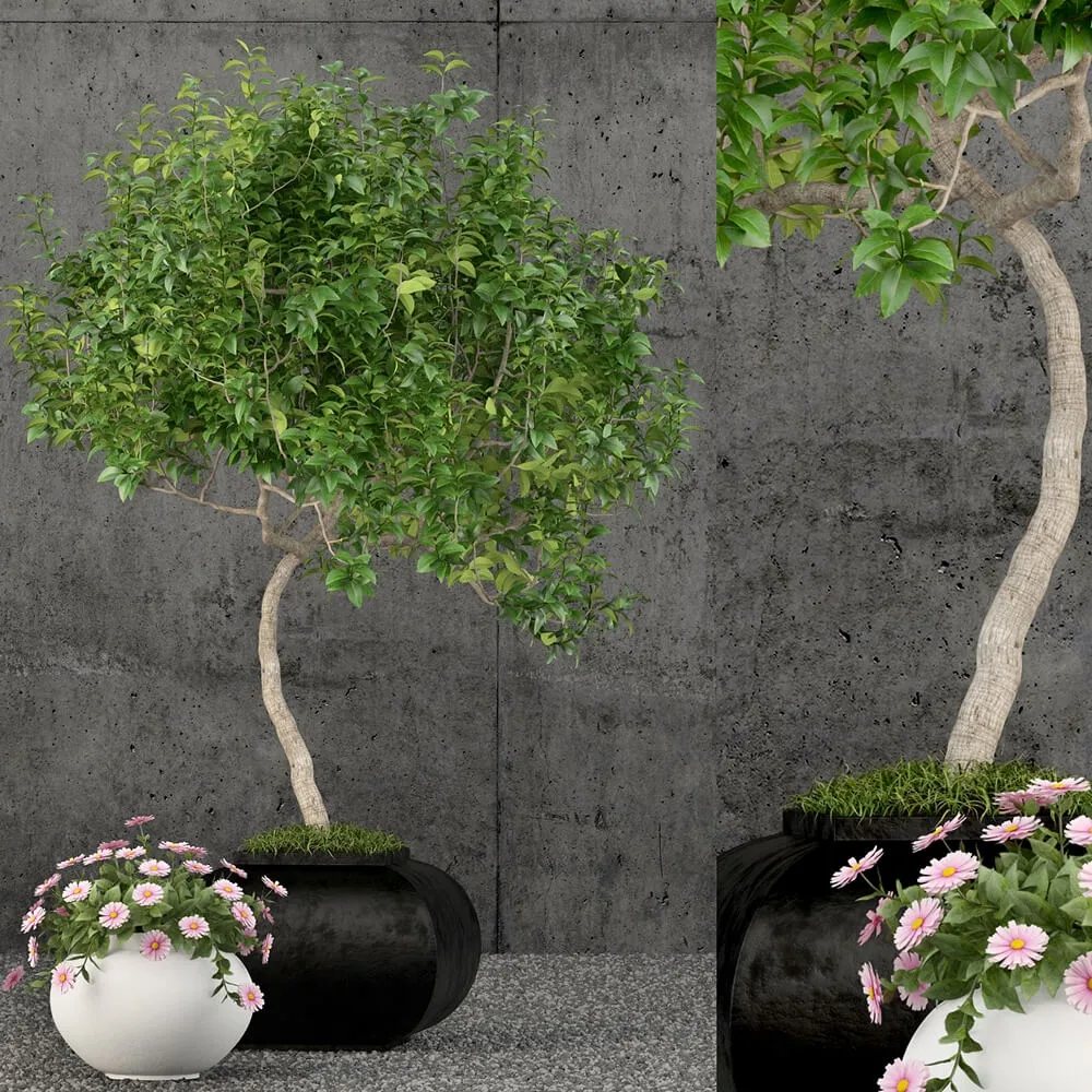 decoration – Plants collection 61 3D Model