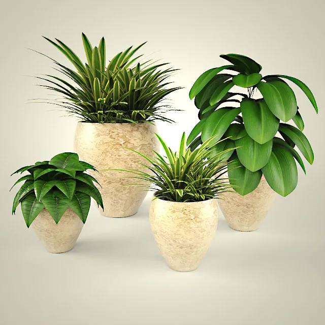 decoration – Plants collection 80 3D Model