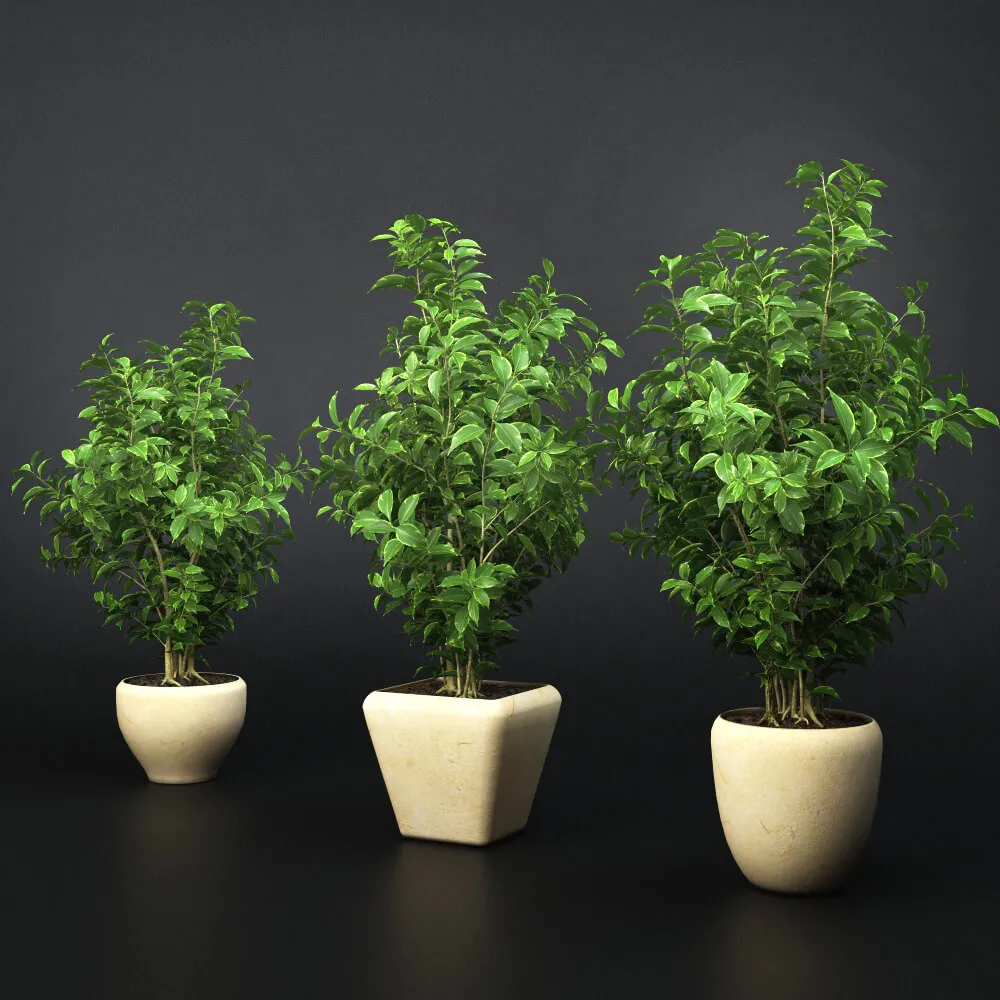 decoration – Plants ficus 03 3D Model