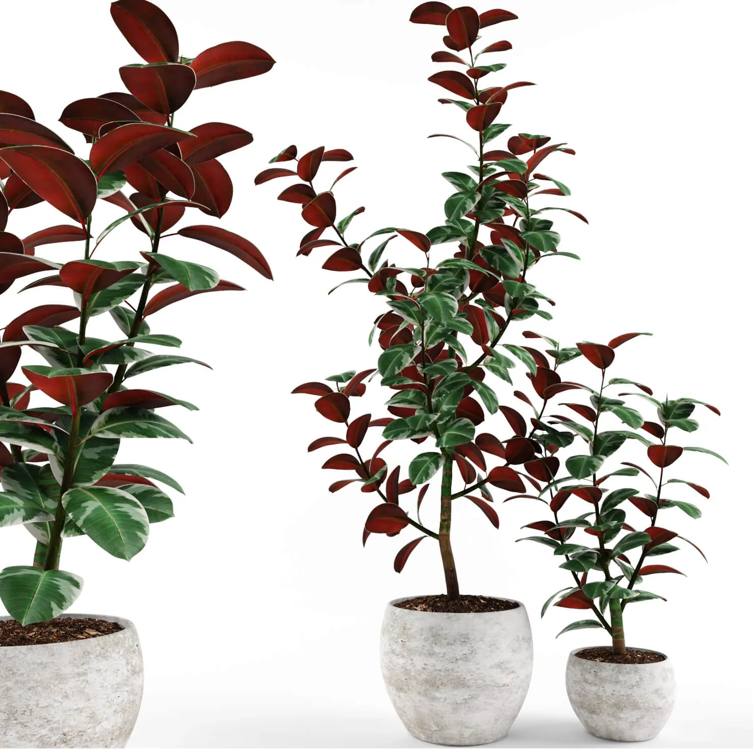 decoration – Plants ficus 04 3D Model