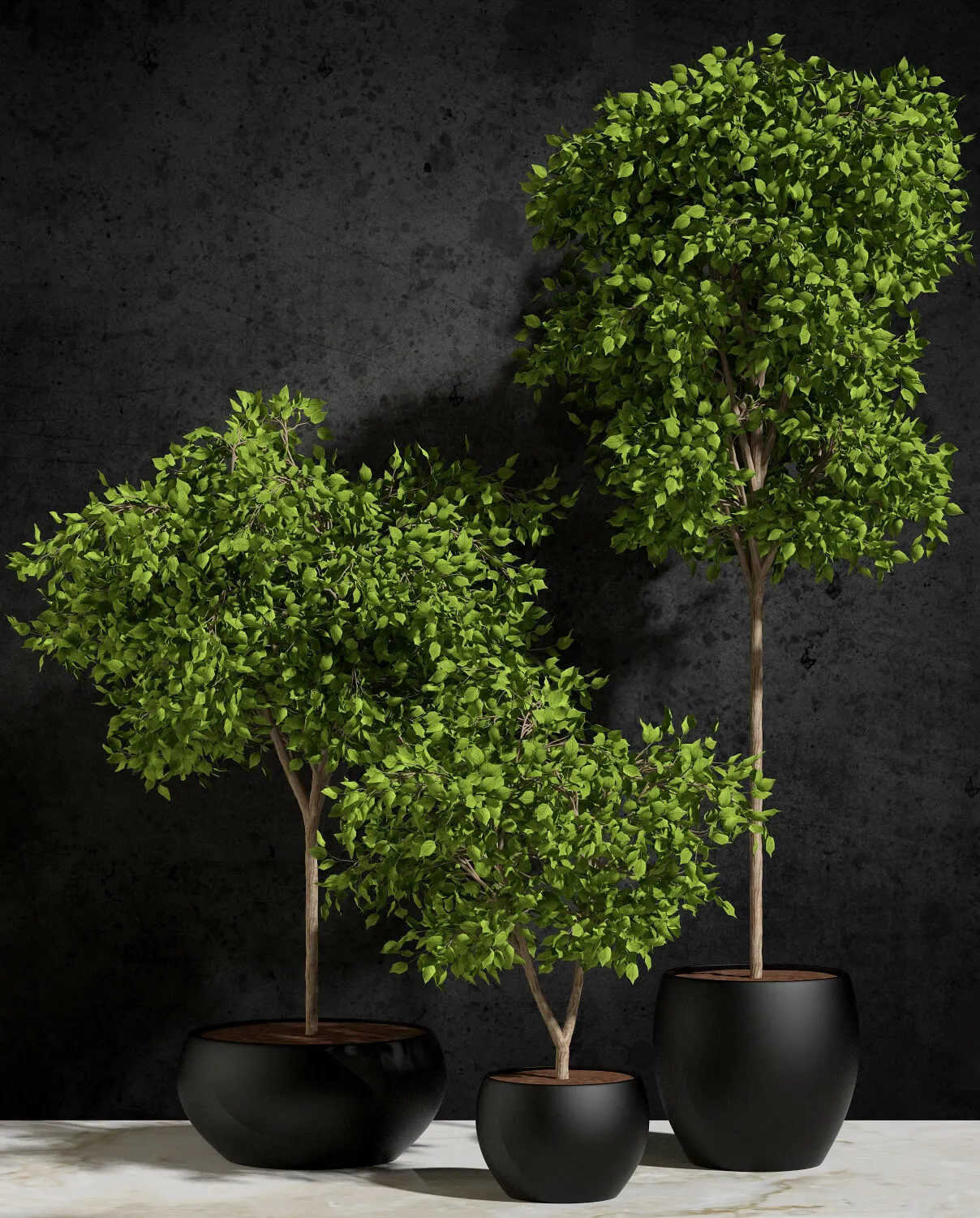 decoration – Plants Ficus Benjamina 3D Model