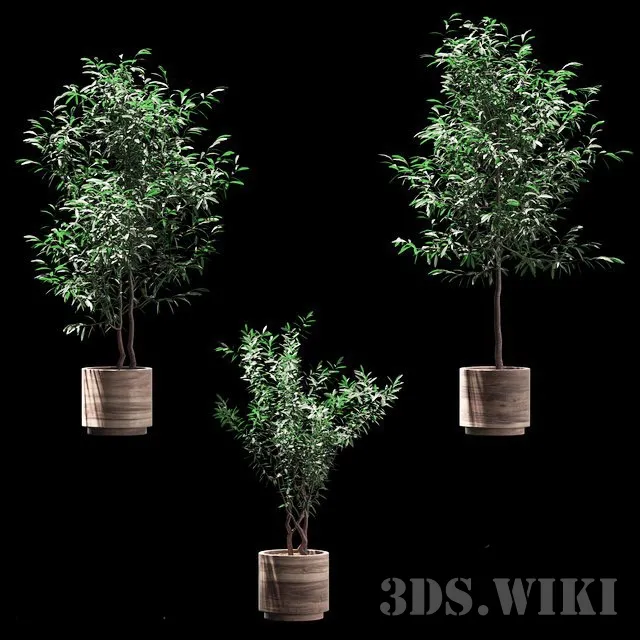 decoration – Plants in wooden pots 3D Model decoration – Plants in wooden pots 3D Model