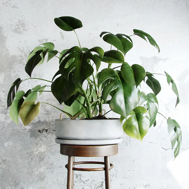 decoration – Plants Liana 01 3D Model