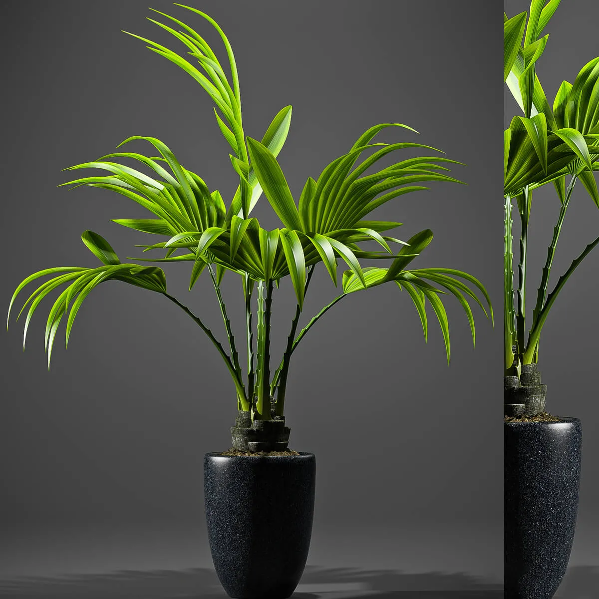 decoration – Plants palm 09 3D Model
