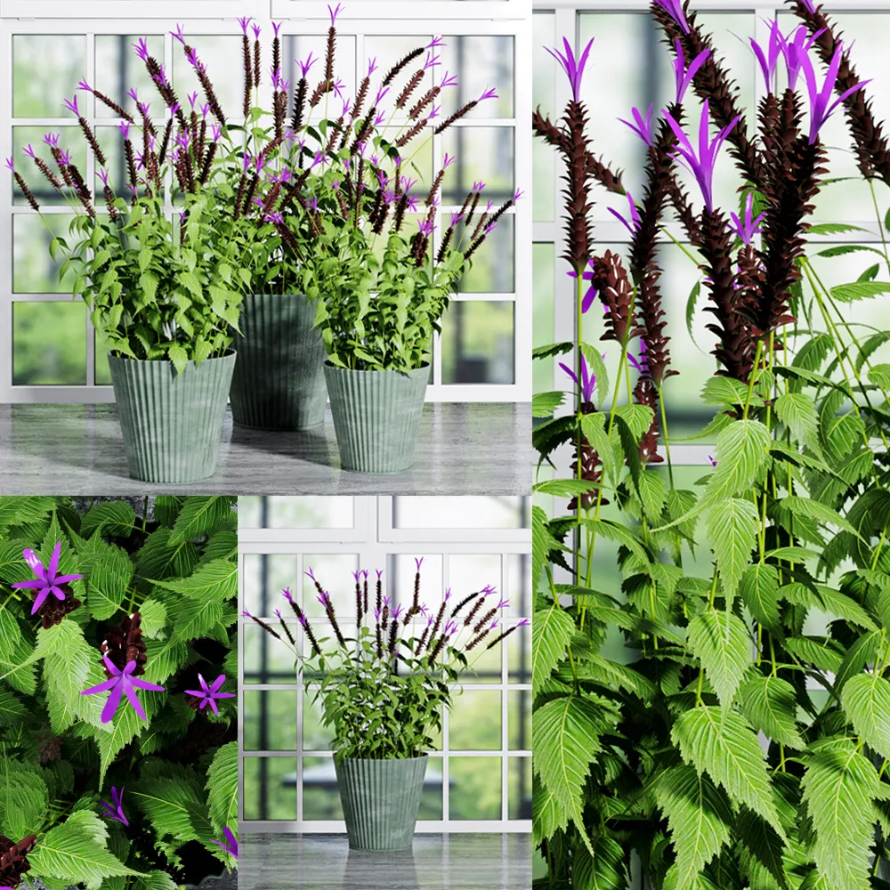 decoration – Plants set 014 3D Model